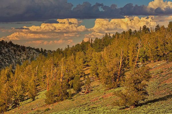 Jones, Adam 아티스트의 Bristlecone pine forest at sunset-White Mountains-Inyo National Forest-California작품입니다.